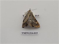 藏品(撒旦豹紋尺蛾)的圖片